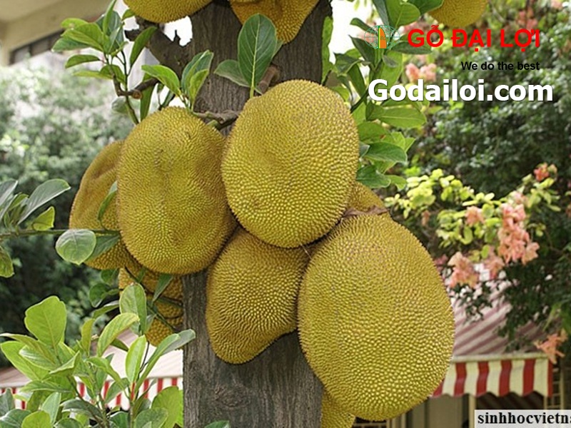 gỗ-mít-bán-cung-cấp-gỗ-mít (1)