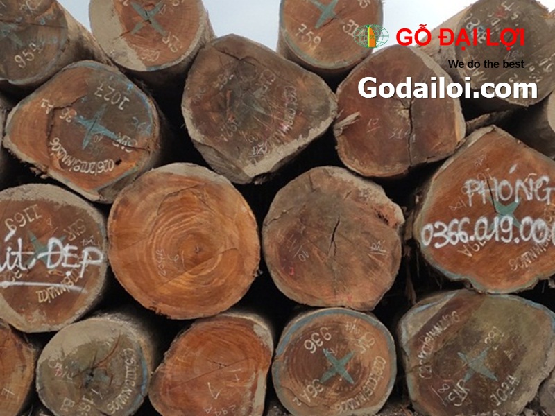 gỗ-mít-bán-cung-cấp-gỗ-mít (2)