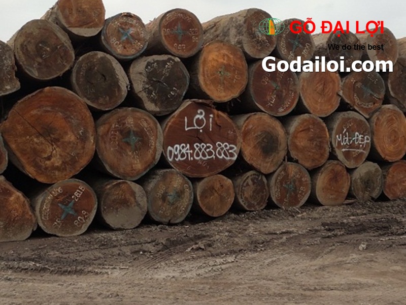gỗ-mít-bán-cung-cấp-gỗ-mít (4)